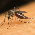 Mosquito Aedes aegypti sobre superfície marrom
