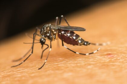 Mosquito Aedes aegypti sobre superfície marrom