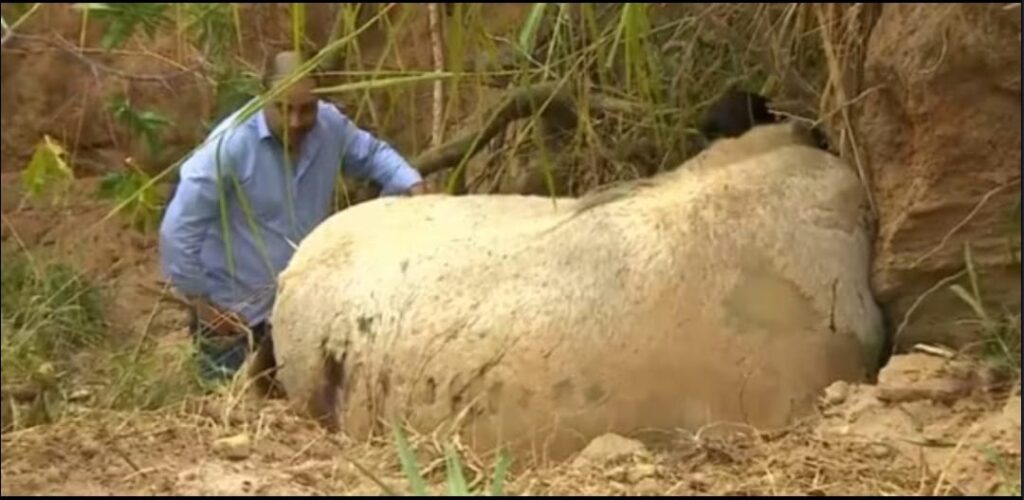 Cavalo morto, deitado no chão sendo analisado pela perícia. Caso reacendeu debate sobre proteção animal.
