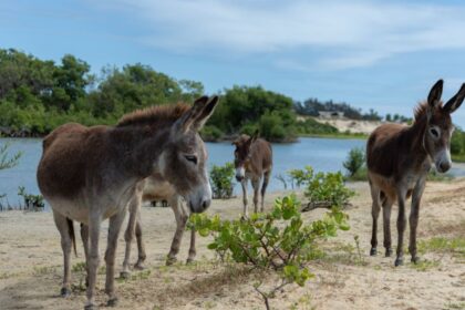 Jumentos nordestinos em extição