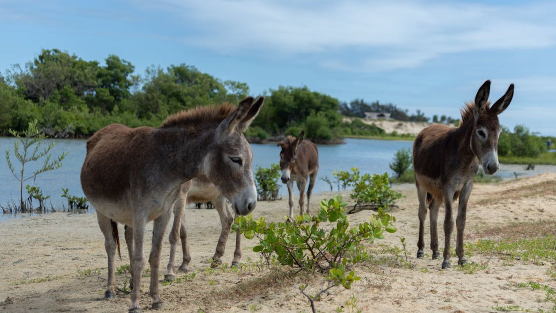 Jumentos nordestinos em extição