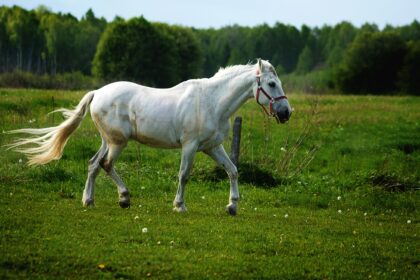 Cavalo branco em campo verde, usado para ilustrar reportagem sobre maus-tratos a cavalos.