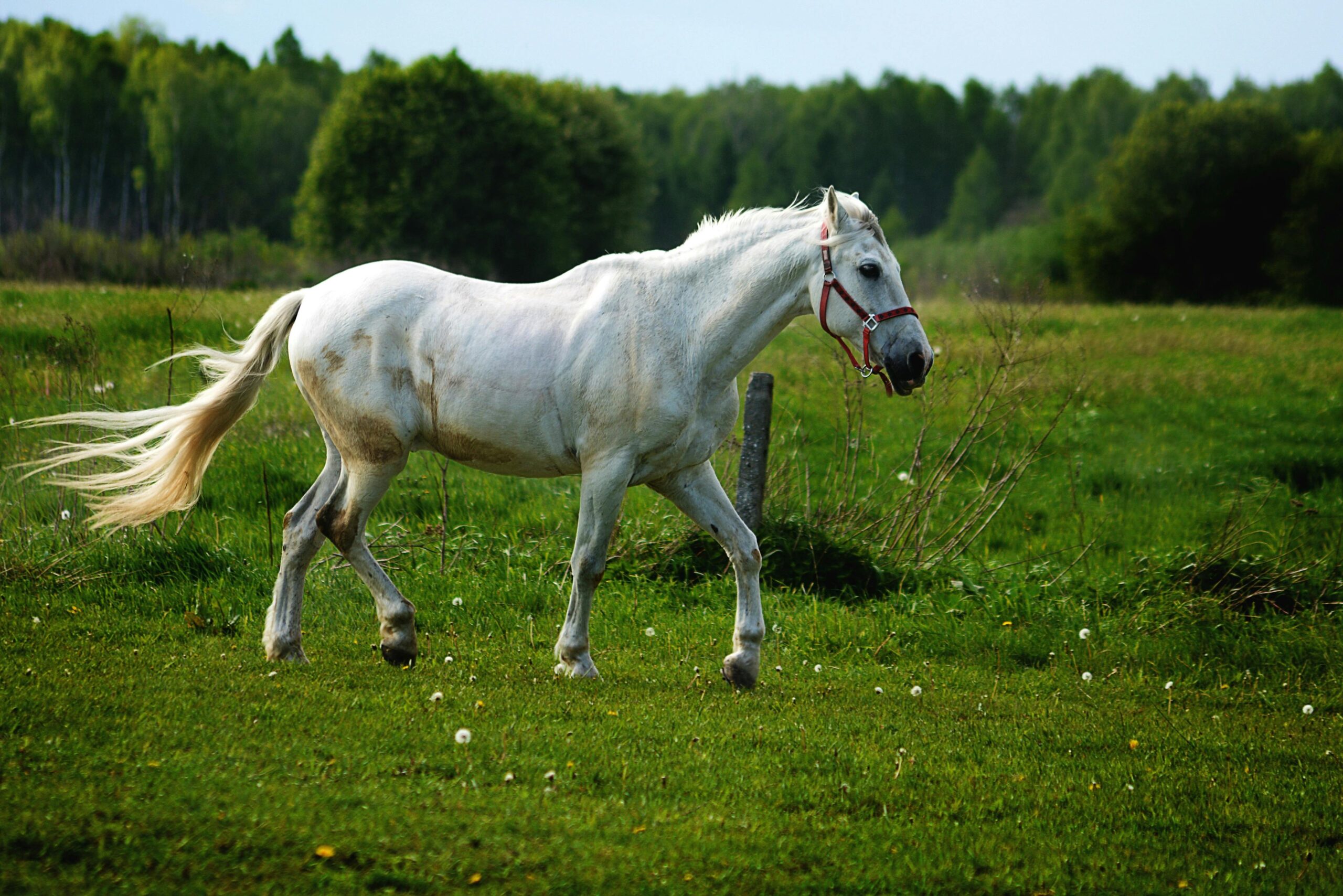 Cavalo branco em campo verde, usado para ilustrar reportagem sobre maus-tratos a cavalos.
