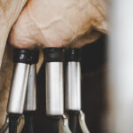 PL para proteger a pecuária leiteira no Brasil é apresentada na Câmara